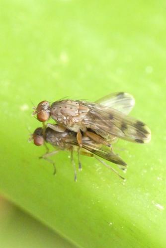 Réf. 255 628 : Suillia variegata